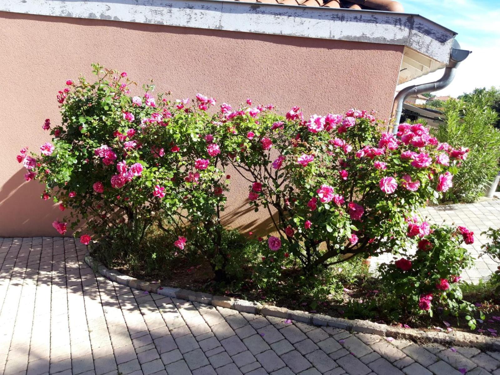Comme Dans Un Ecrin - T2 De 50 M² Avec Jardin, Terrasse Et Piscine Apartment Vernaison Bagian luar foto